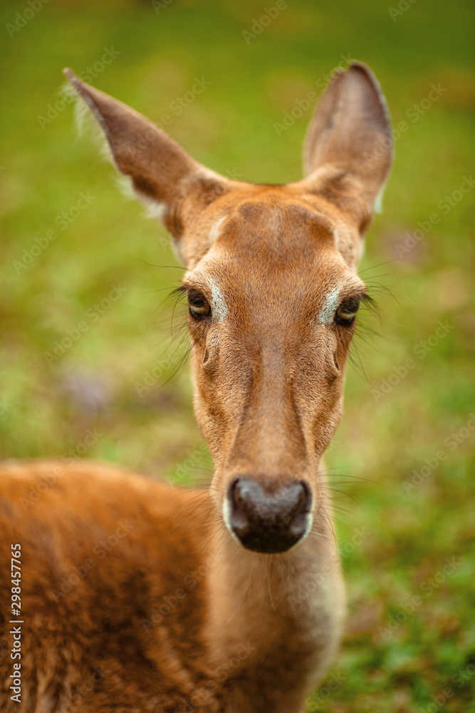 Portrait of a wild deer in the park