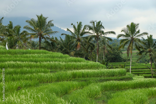 Green rice fields Jatiluwih on Bali island are UNESCO heritage site  It is one of recommended places to visit in Bali with the spectacular views