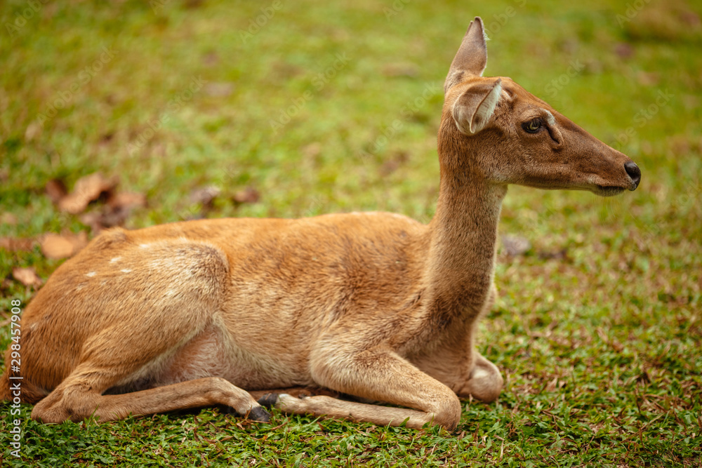 Wild deer lies in a park on grass Wild deer lies in a park on grass