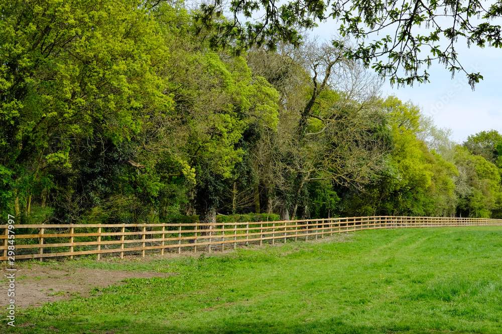 Newly installed timber fencing seen at the perimeter to a large grazing field, at the edge of a forest in midd summer.