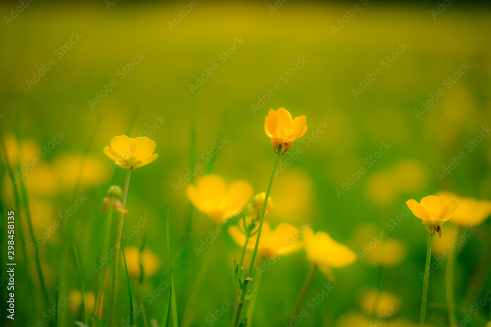 Close up view of wild Buttercups seen in an english summer meadow.