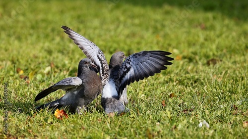 A young pigeons who has left a nest.   The young they want food from an adult pigeons