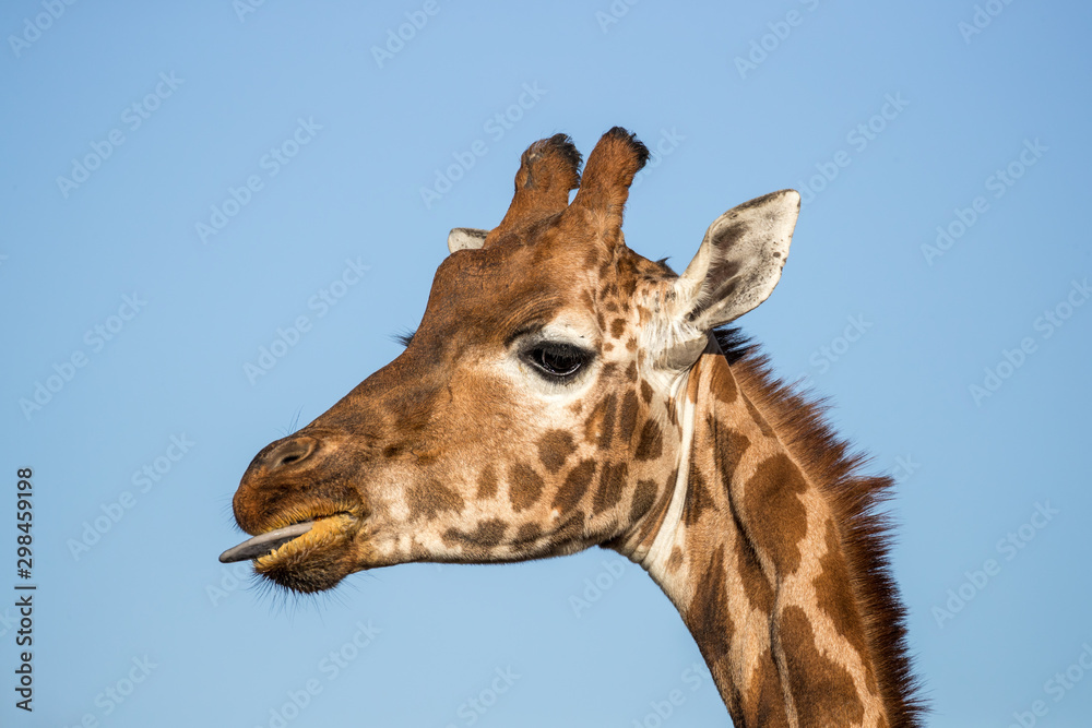 Naklejka premium Rothschild's giraffe with tongue out