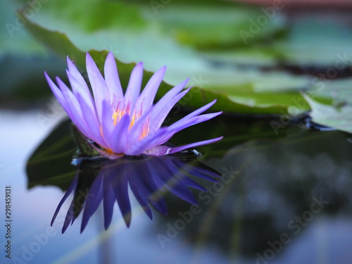 Beautiful purple lotus flowers 