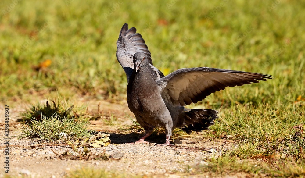 Fototapeta premium A young pigeons who has left a nest. The young they want food from an adult pigeons