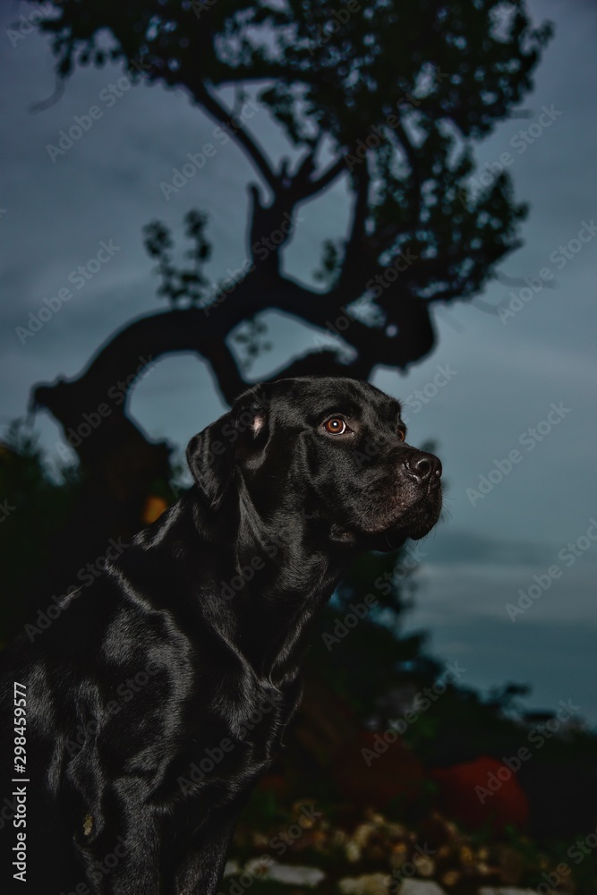 Obraz premium The Knight Rider