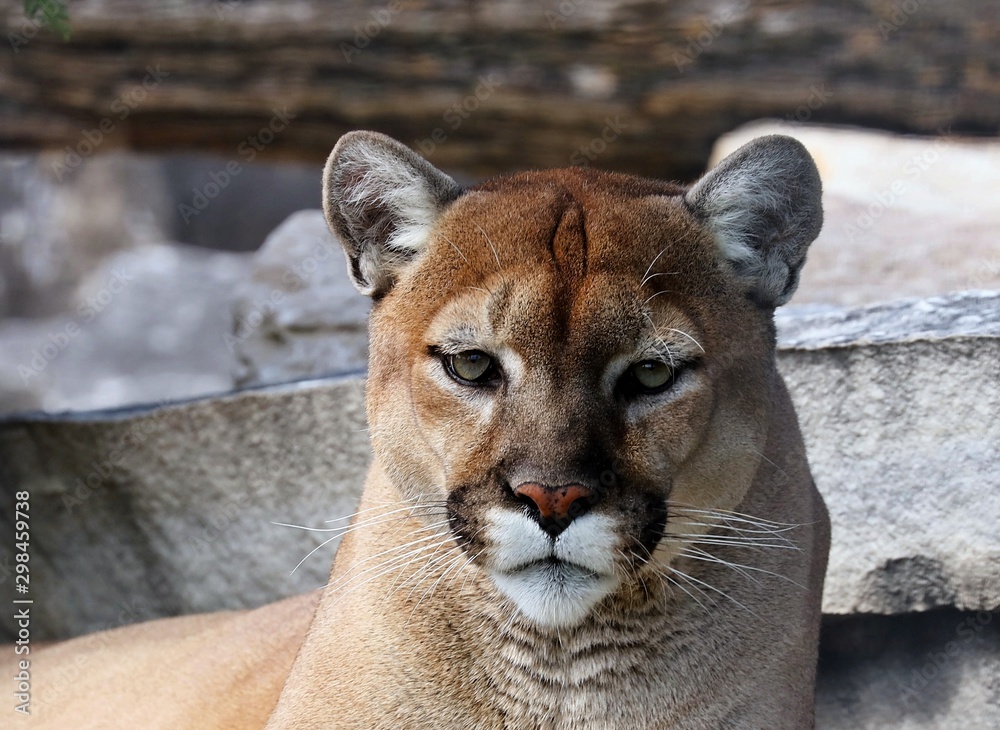 The cougar (Puma concolor)captive animal in Zoo, is american native animal,known  as puma,catamount,mountain lion,red tiger or panther. Stock Photo