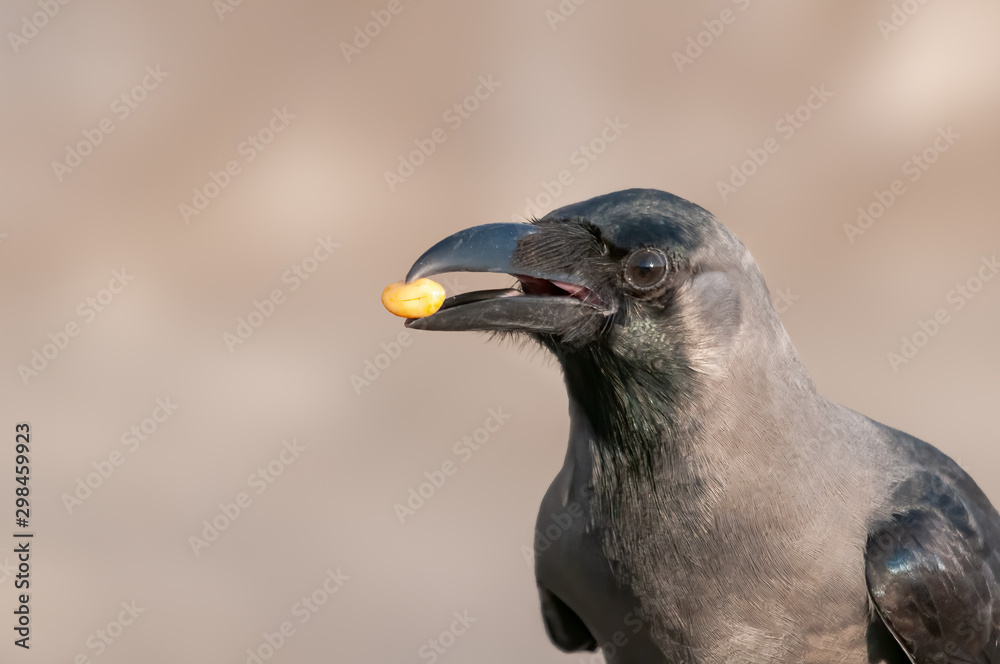 Fototapeta premium House crow with a peanut in its beak