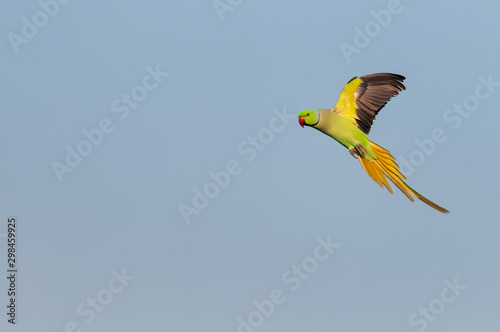 Rose ringed parakeet flying against blue sky