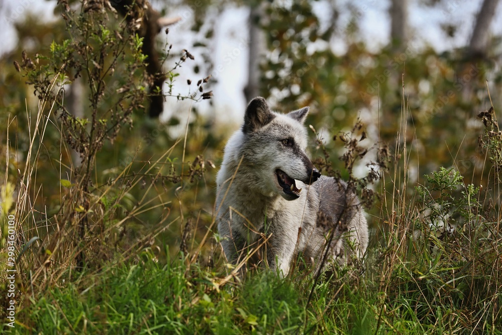 Obraz premium The timber folf - gray/grey wolf (Canis lupus).Beutiful north american predator native to the north wilderness