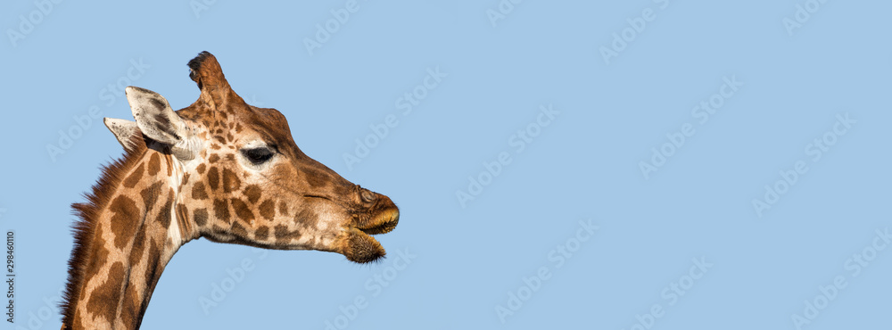 Obraz premium Rothschild's giraffe socail media banner
