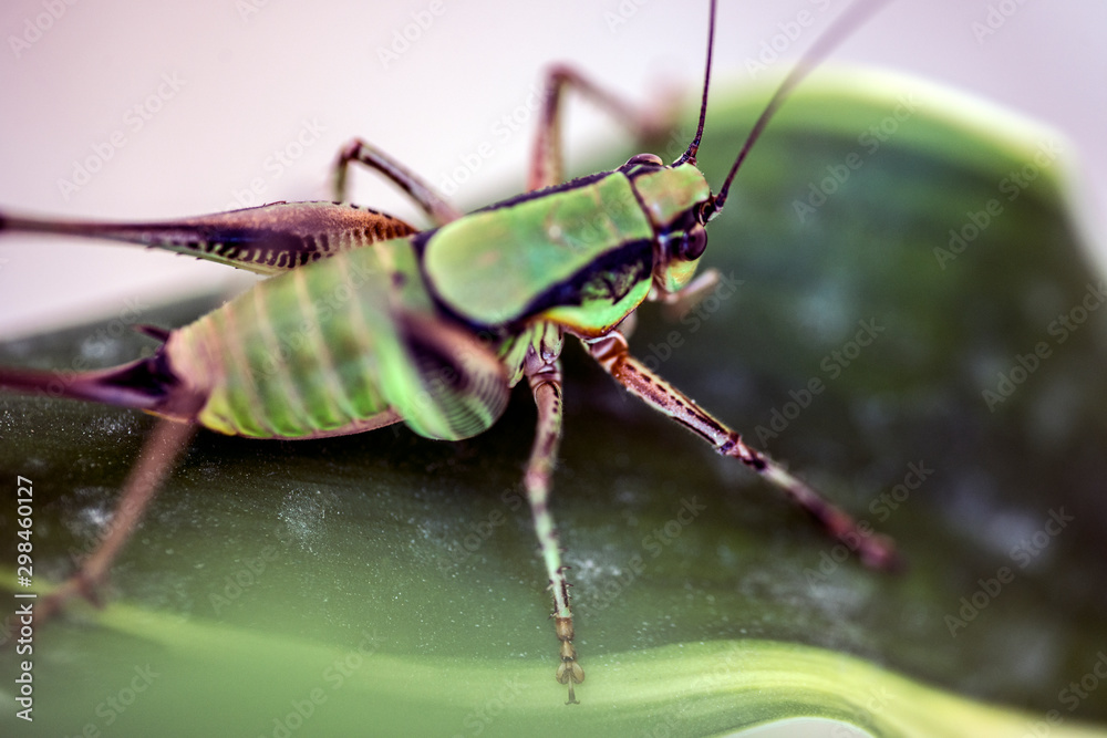 Fototapeta premium macro, closeup at insect Parga, Greece