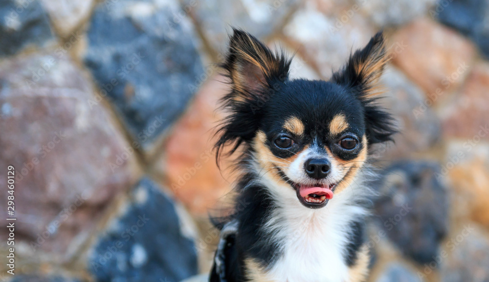 close up face chihuahua dog tried close up face chihuahua dog tried