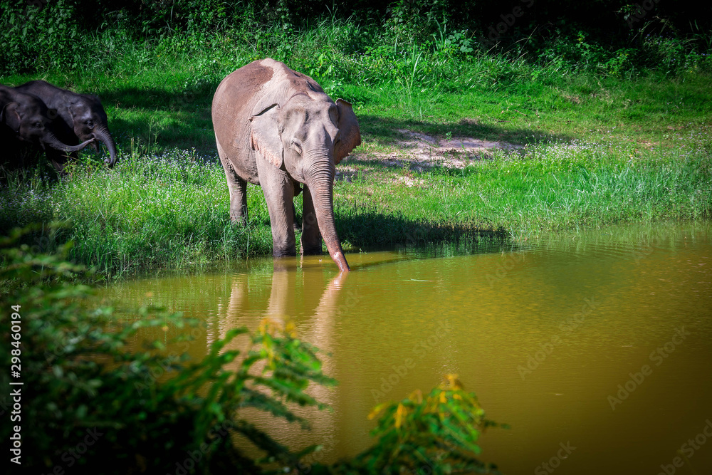 Fototapeta premium wild elephant play water