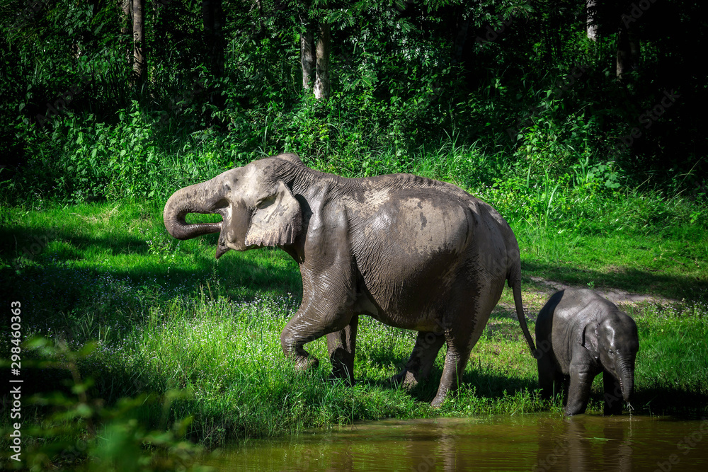 Fototapeta premium wild elephant play water