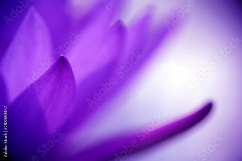Purple lotus petals with blurred background