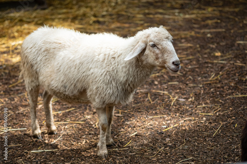 portrait of white sheep on the street