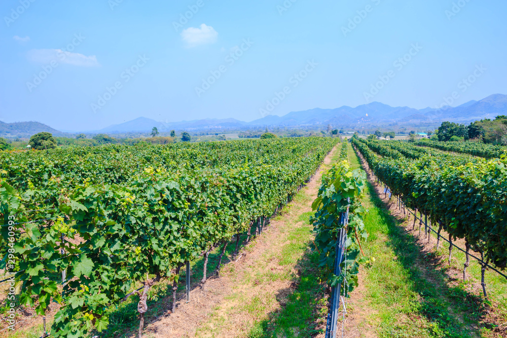scenery of vineyard