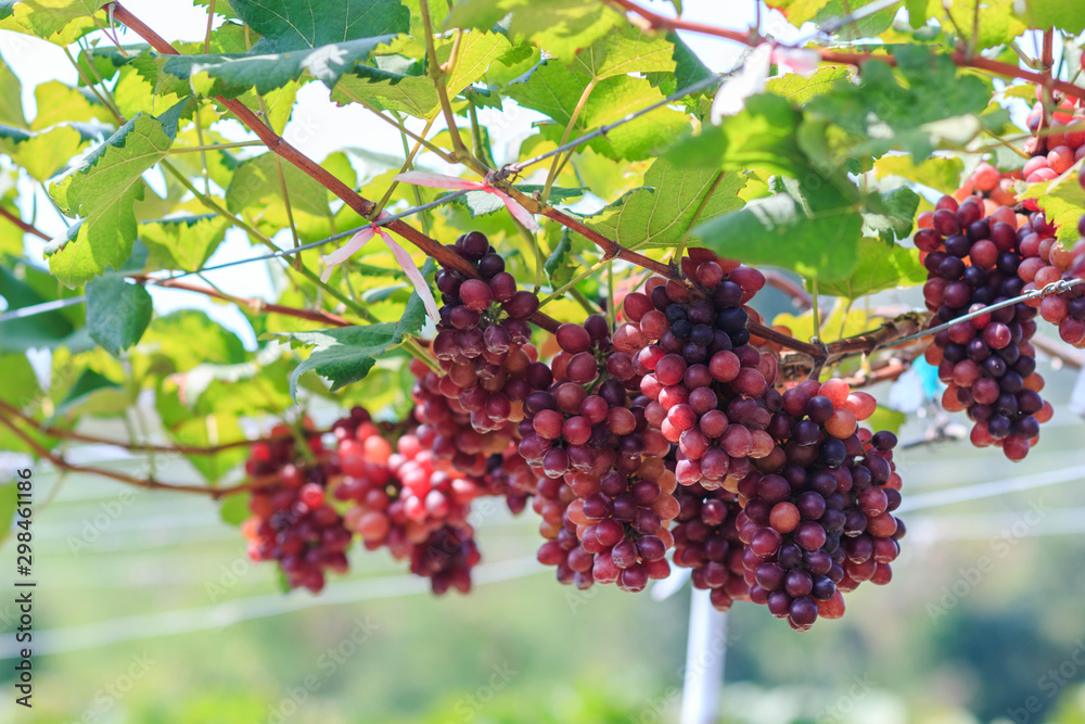 grapes on vineyard grapes on vineyard
