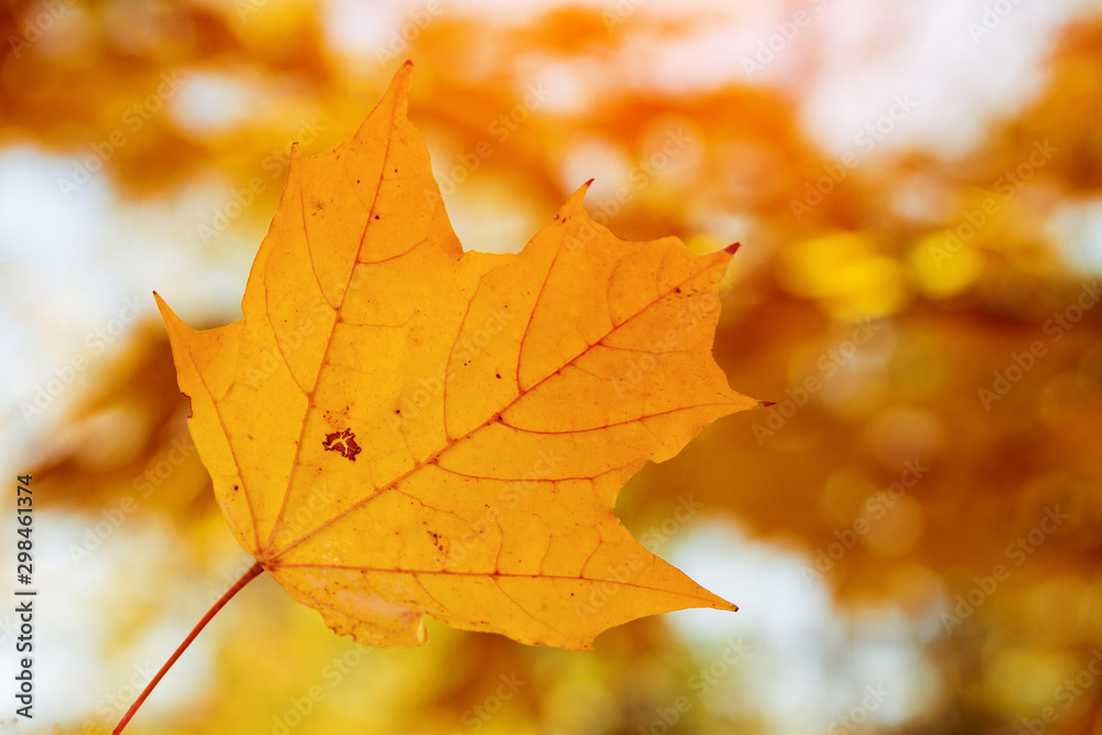 autumn maple leaves / background photos mid autumn