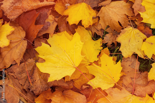 autumn maple leaves   background photos mid autumn