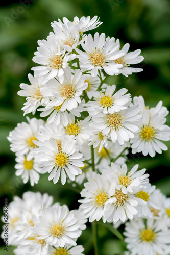 Close-Up Of White Daisy Flowers