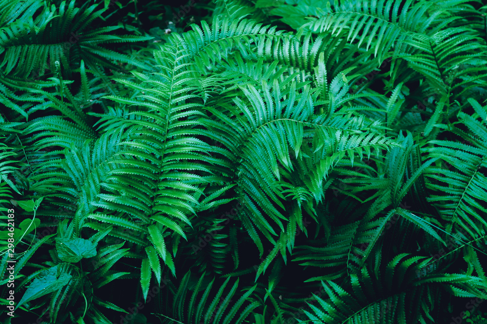 Full-frame images of Green Fern, Natural images for background or wallpaper