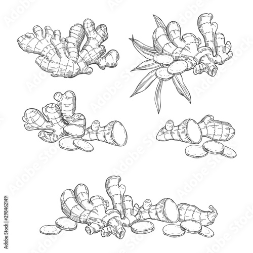 Ginger, root, leaves. Hand drawn sketch illustration