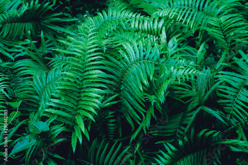 Full-frame images of Green Fern  Natural images for background or wallpaper