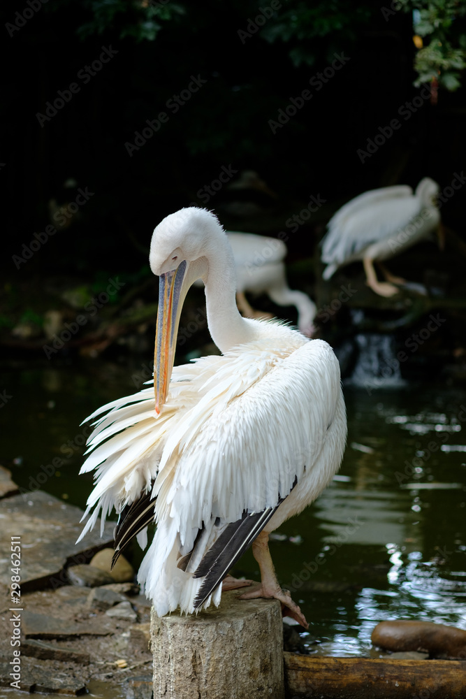 white pelican cleans feathers on the water white pelican cleans feathers on the water