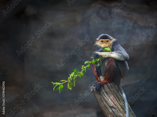 Red-shanked Douc (Pygathrix nemaeus) photo