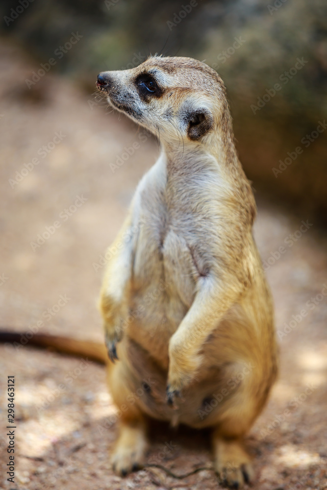 Fototapeta premium Meerkat (Surikate)