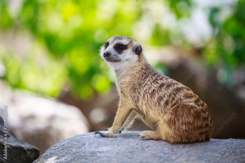 Fototapeta premium Meerkat (Surikate)