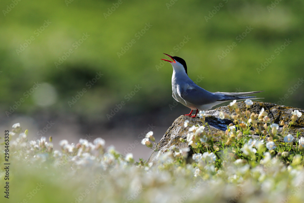 Arctic Tern calling from flowers Arctic Tern calling from flowers