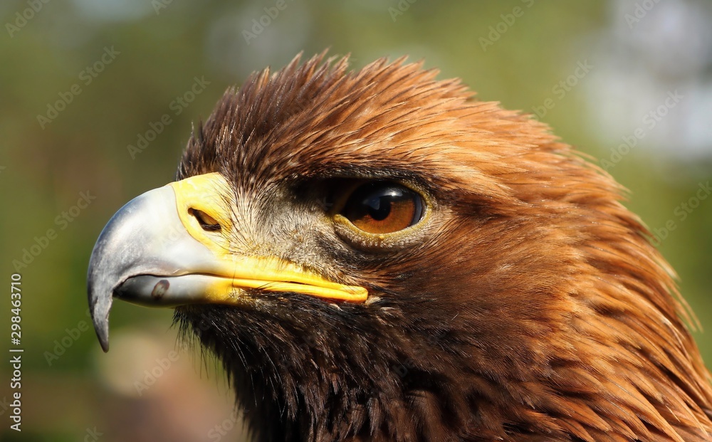 Fototapeta premium Details and portraits of birds of prey,
