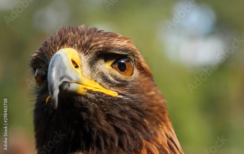 Details and portraits of birds of prey,