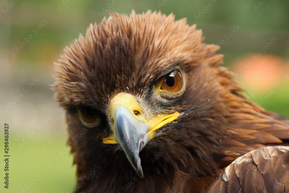 Details and portraits of birds of prey, Details and portraits of birds of prey,