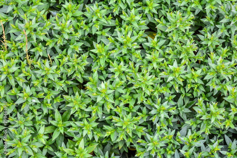 Grassy groundcover flower with small green leaves carpet ground. Top view of decorative garden plant growing in summer with solid carpet. Natural background Grassy groundcover flower with small green leaves carpet ground. Top view of decorative garden plant growing in summer with solid carpet. Natural background