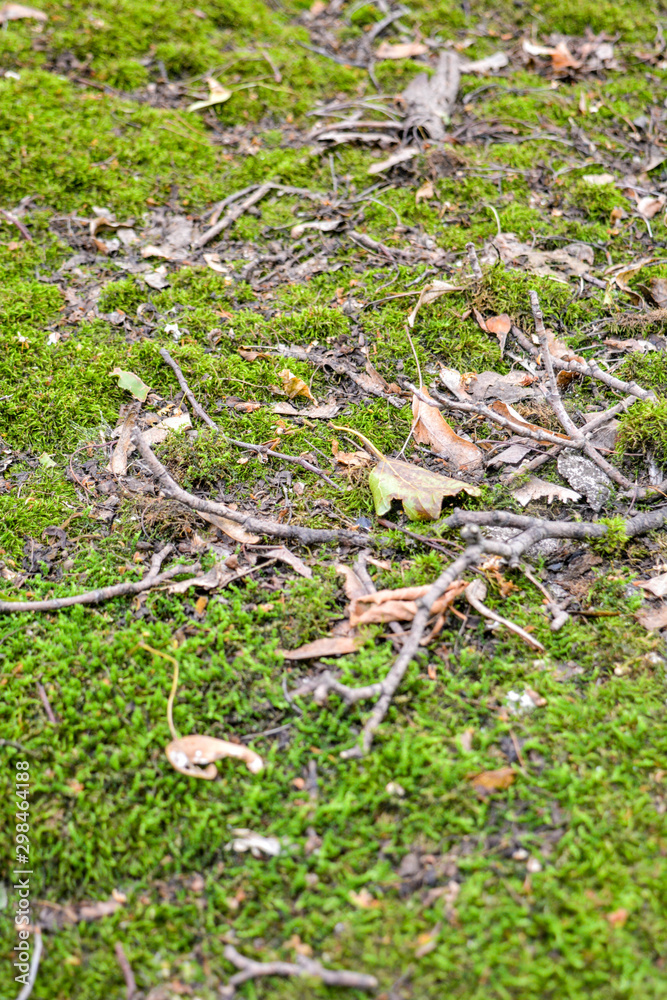 Green forest moss with fallen wood debris with dry branches of trees and leaves. Background of natural mossy soil in summer forest Green forest moss with fallen wood debris with dry branches of trees and leaves. Background of natural mossy soil in summer forest