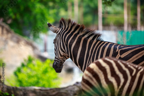 Portrait of a male Zebra © ohm2499