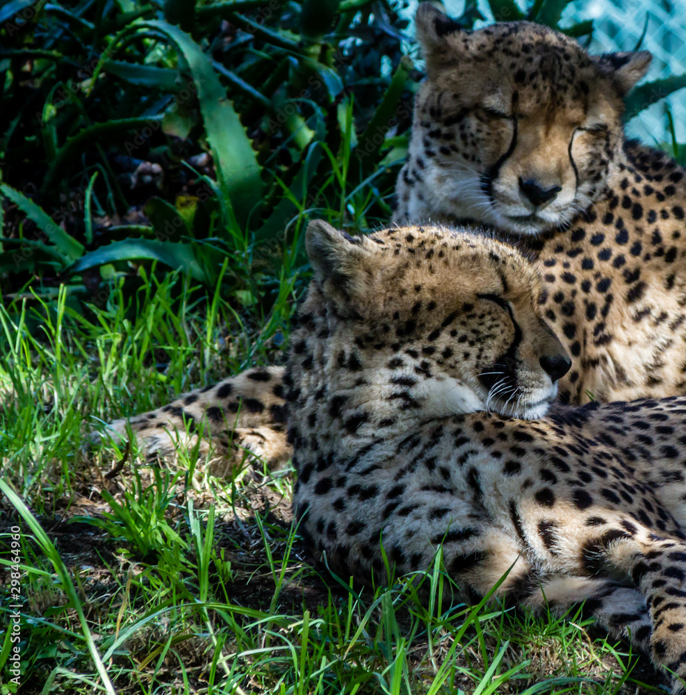 Cheetahs rest in the grass and on platforms. Auckland Zoo, Auckland, New Zealand Cheetahs rest in the grass and on platforms. Auckland Zoo, Auckland, New Zealand