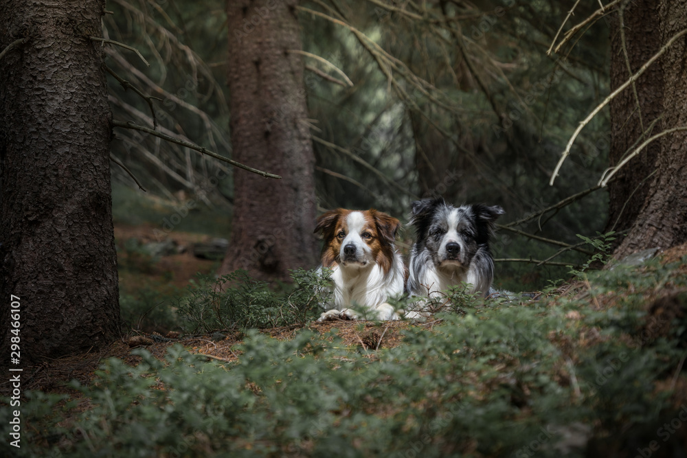 Fototapeta premium The Krkonose Mountains are a geomorphological complex and the highest mountain range in the Czech Republic and the Czech Highlands. It is located in northeastern Bohemia and in the south of the Polish