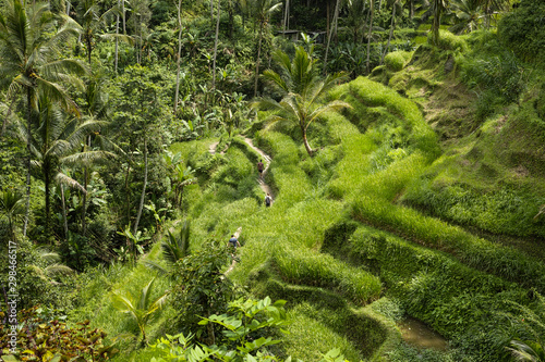 The beautiful Tegalallang rice terraces near Ubud in Bali
