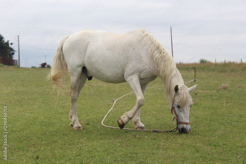 Obraz premium Caballo blanco prado