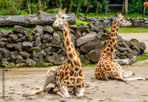 Giraffes sitting in their compound. Auckland Zoo. Auckland, New Zealand
