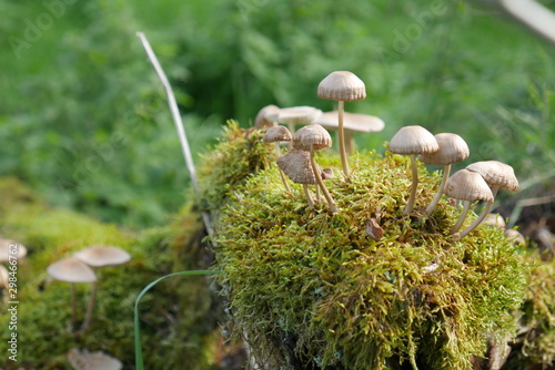 mushrooms on moss