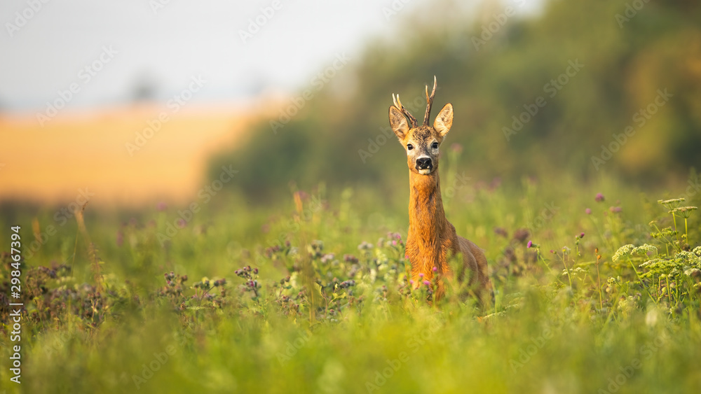 Roe deer, capreolus capreolus, buck standing proudly with head up on a meadow with wildflowers at sunrise. Wild animal with fur wet from dew facing camera in summer with copy space.