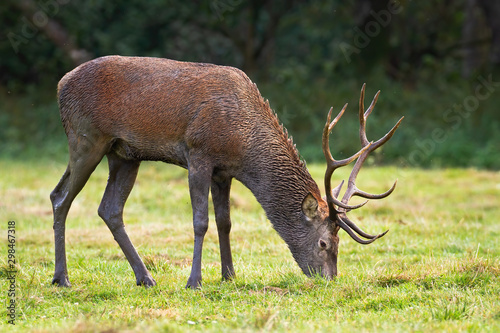 Elegant red deer stag, cervus elaphus, grazing on nutritious juicy grass on a fresh green meadow. Wild mammal feeding in wilderness.