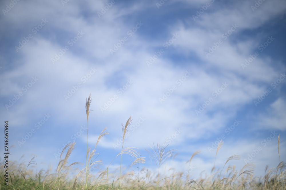 Fototapeta premium 青空とススキ