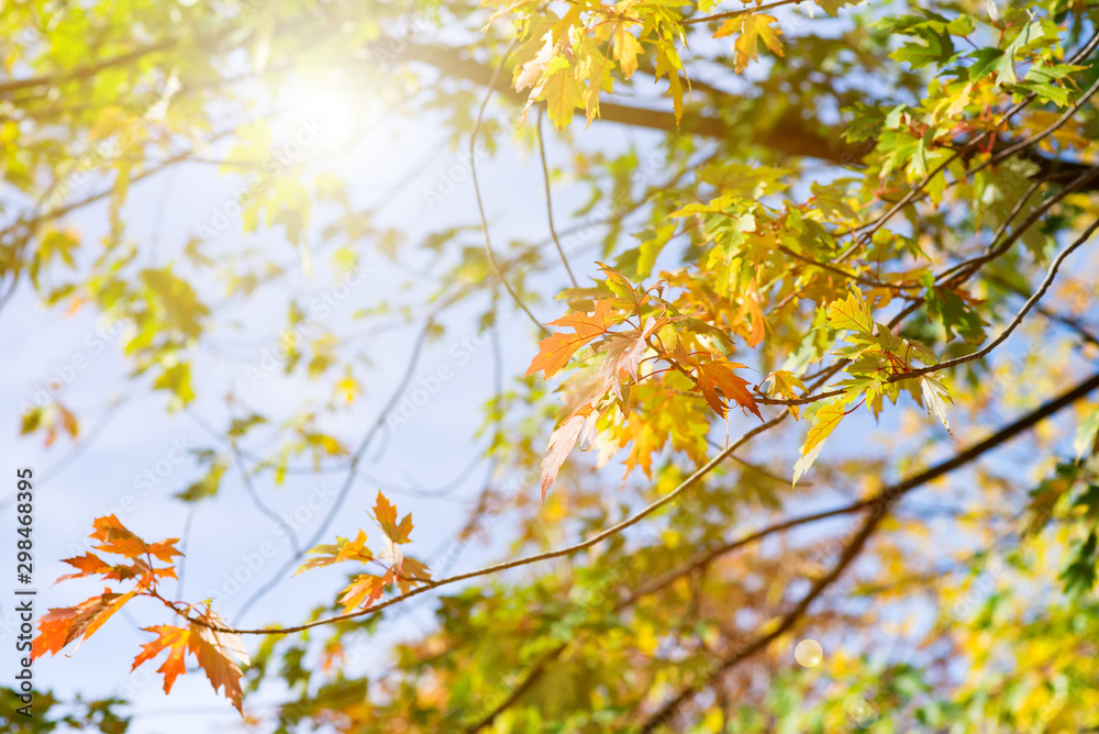 Autumn trees in a forest and clear blue sky with sun Autumn trees in a forest and clear blue sky with sun